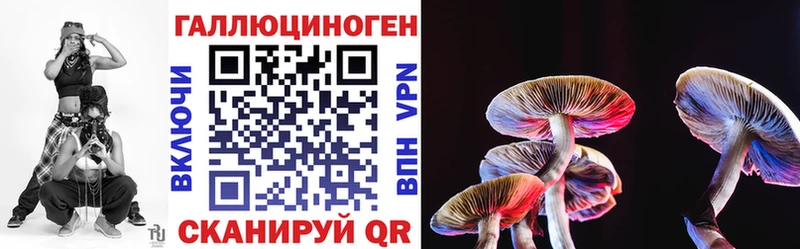 купить  цена  Калининград  Псилоцибиновые грибы Psilocybe 